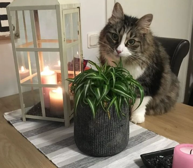 sibirisk katt Tellus
